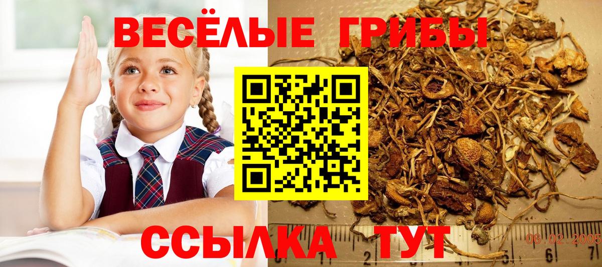 Галлюциногенные грибы Psilocybe Менделеевск